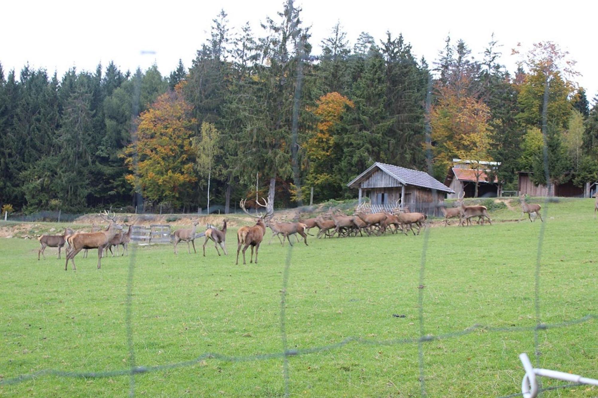 Gasthaus Zur Waldesruh Waffenbrunn Экстерьер фото